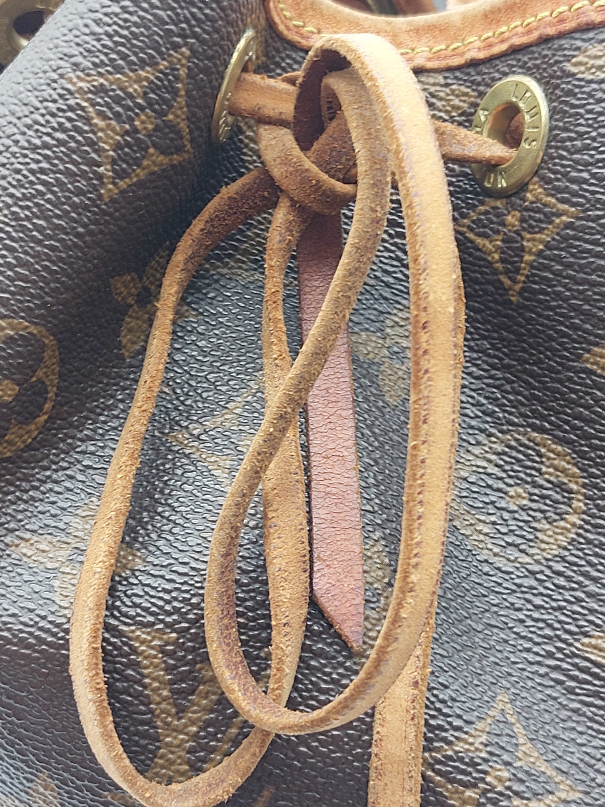 Petit Noé